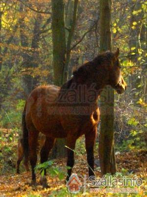 Mathias Lovaspanzió (Budapest and surroundings > Pest megye > Kemence-Királyháza)